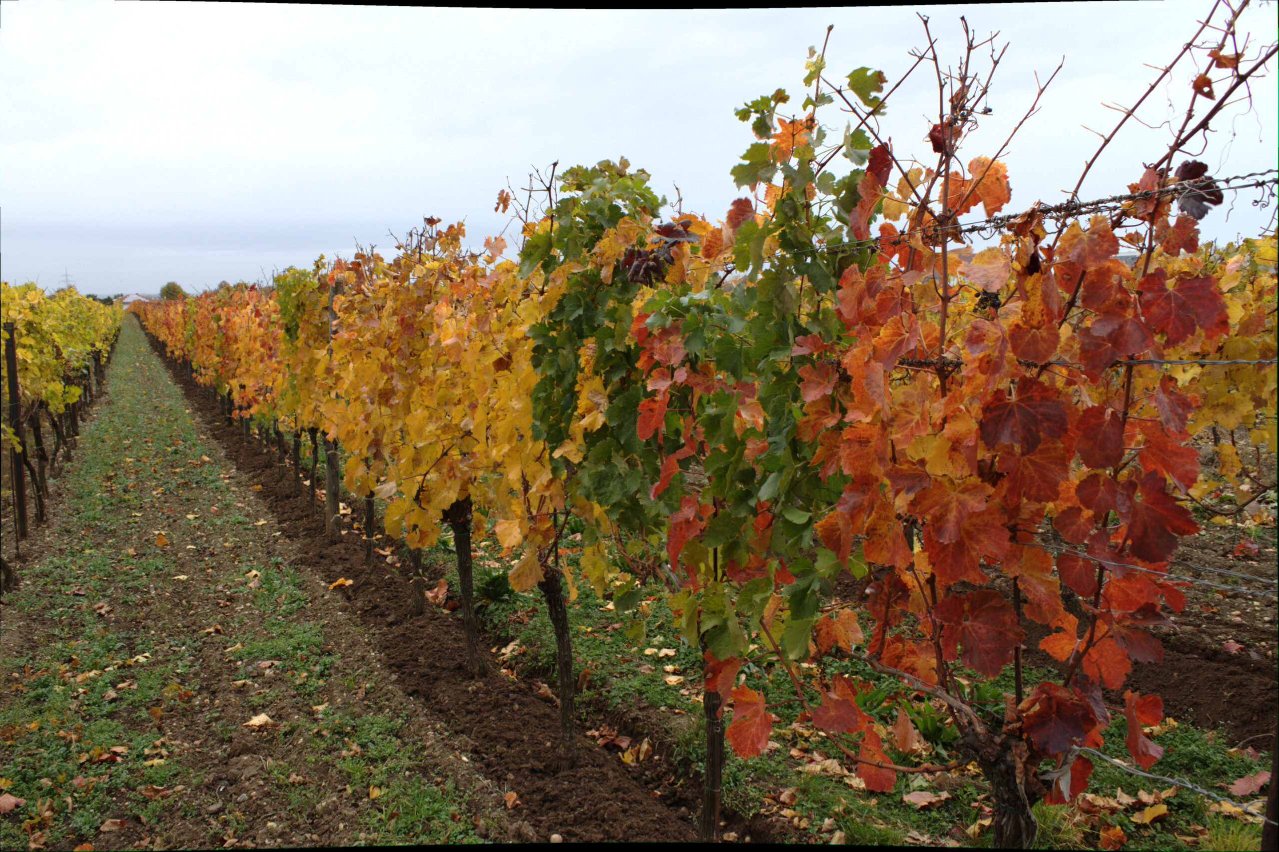 Herbstverfärbung Weingarten