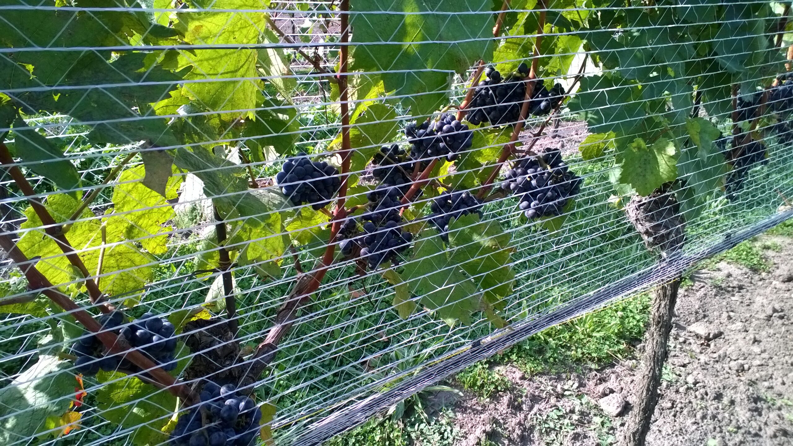 Vogelschutznetz Weingarten